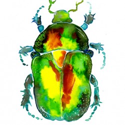 Golden Rose Chafer