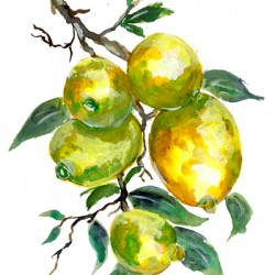 Lemon Fruits on a Tree Branch