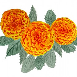 Orange Hydrangeas
