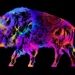Rainbow Buffalo