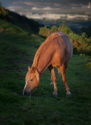 Horse at sunset