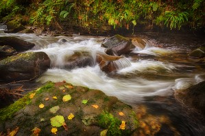 Autumn at Melincourt Brook