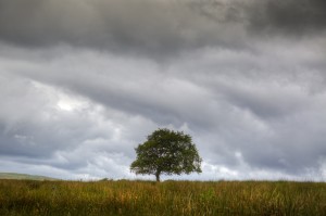 A tree and an approaching storm