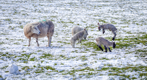 Little wooly jumpers