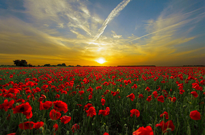 Sunset Poppies Field