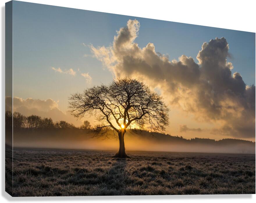 Lone tree Tree Oak Canvas Print