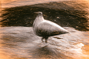 stone me its a bird