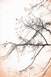 winter tree no 3