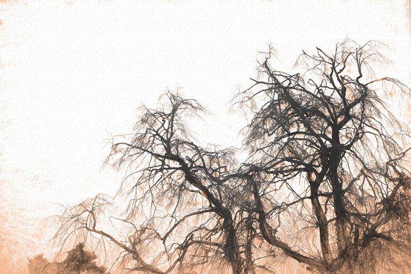 winter tree no 1 Print