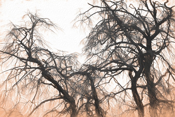 winter tree no 2 Print