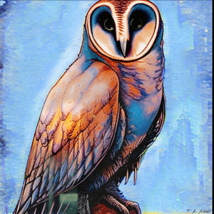 Barn Owl by T. A. Asbell 