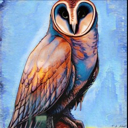 Barn Owl by T. A. Asbell 