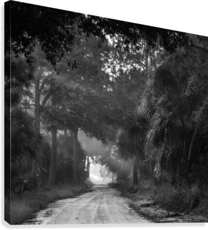 Tree Tunnel Canvas Print