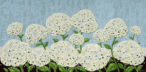 Hydrangeas