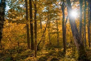 Fall Trees