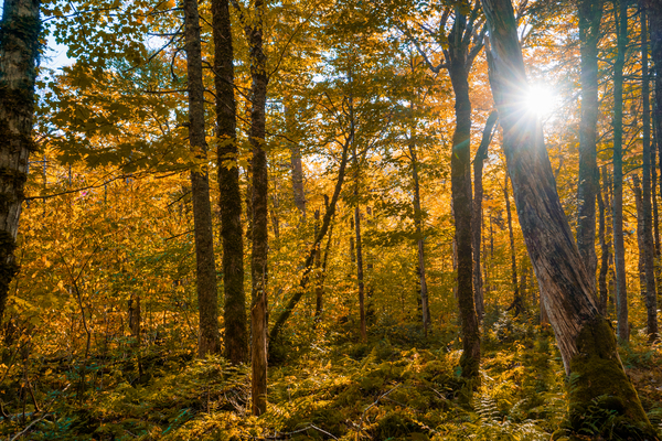 Fall Trees Print