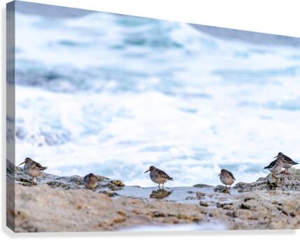 Neils Harbour  10  Canvas Print