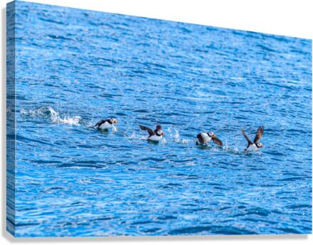Puffins Canvas Print