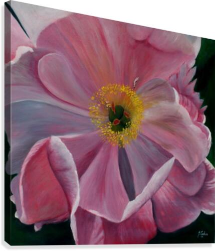 peony Canvas Print