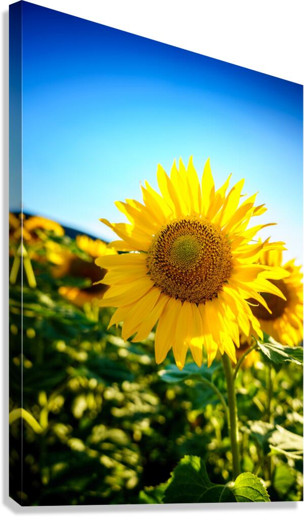 Sunflower Canvas Print