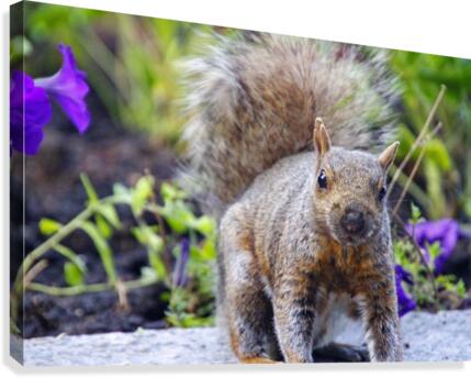 Looking for me Canvas Print