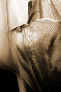 closeup of two tulips in sepia