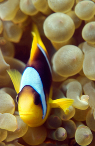 clownfish defending his anemone