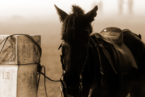 horse waiting in fog in sepia