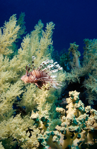 lionfish with soft coral