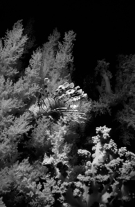 lionfish with soft coral in black and white