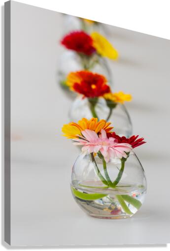 Aligned flowers on table Canvas Print