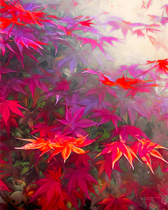Maple Leaves 1