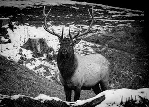 Bull Elk