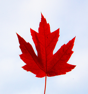 Red Maple Leaf Canada