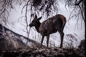 Elk Deer Against Sky