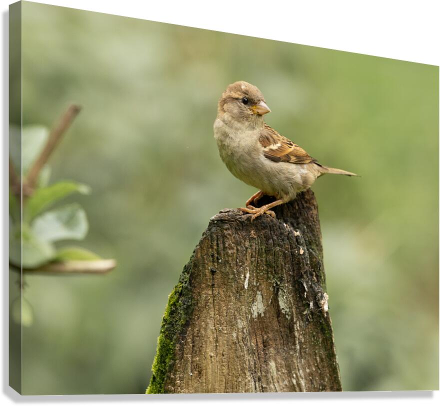 1L1A5864 Canvas Print