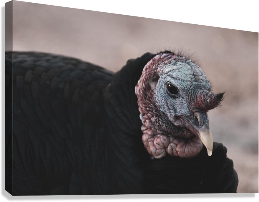 Turkey Canvas Print