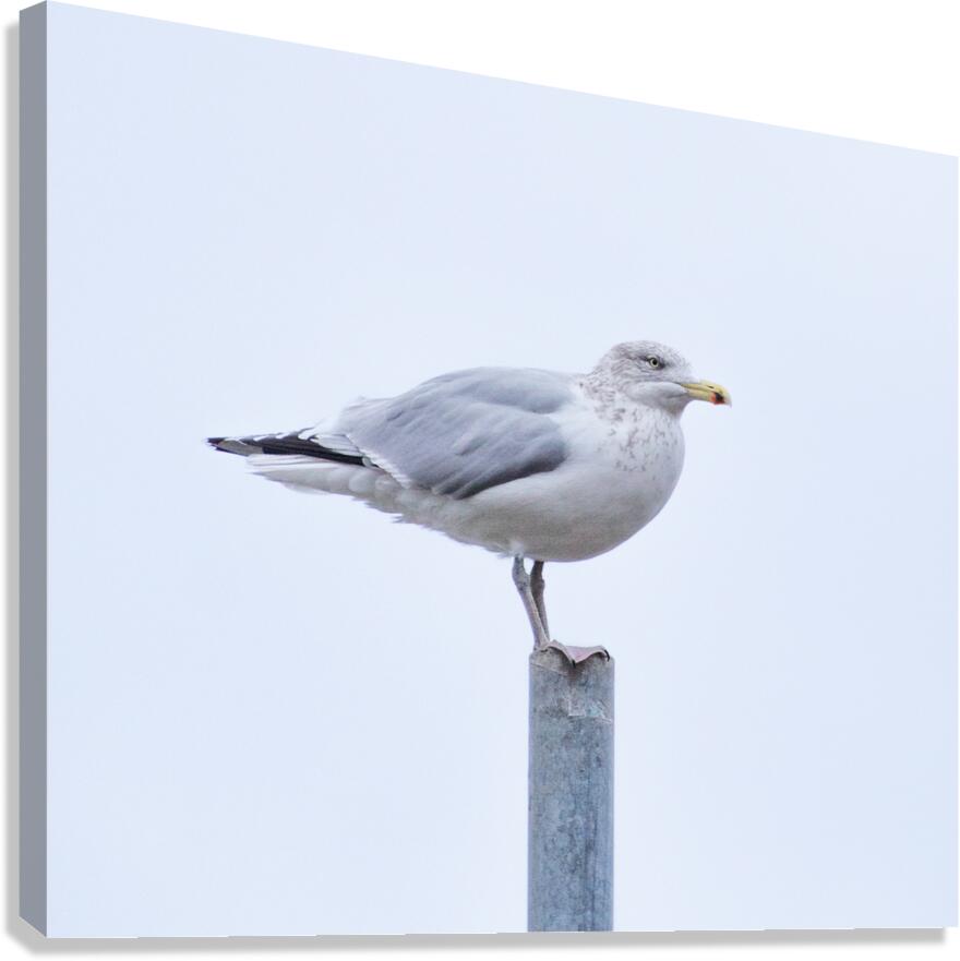Seagull Canvas Print