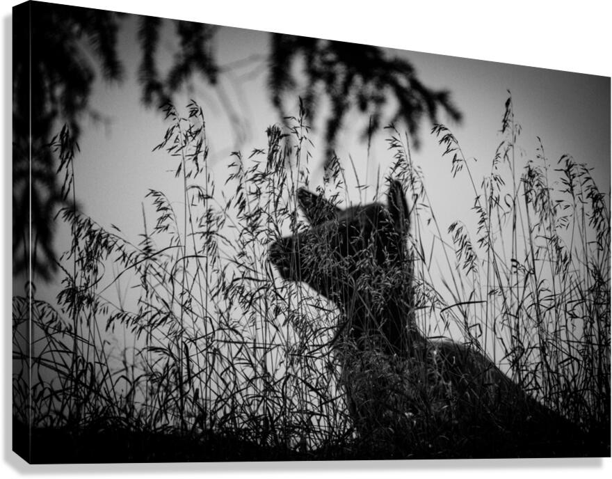 Elk Deer Canvas Print