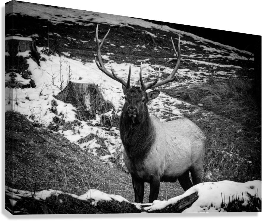 Bull Elk Canada Canvas Print