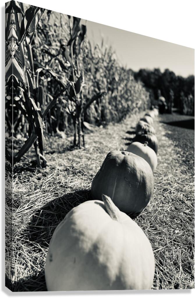 Punkin Row Canvas Print