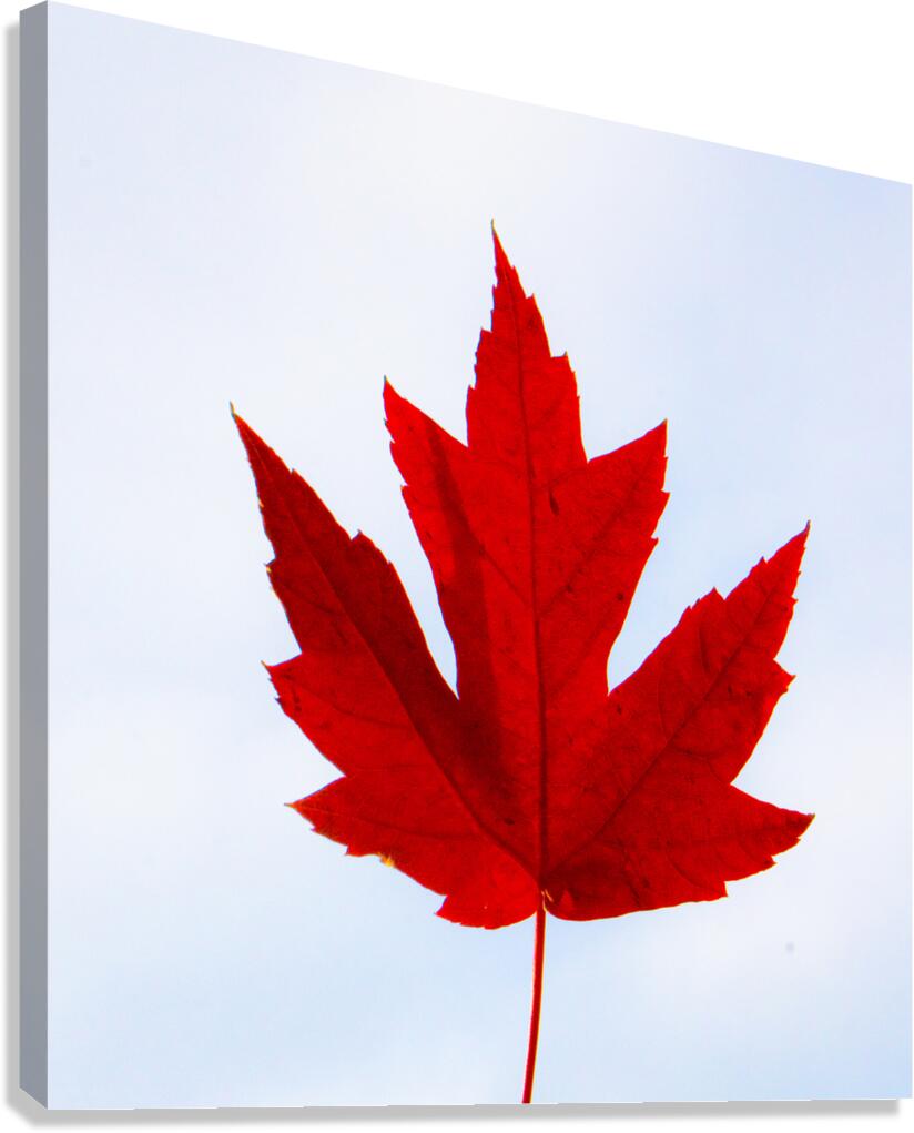 Red Maple Leaf Canada Canvas Print