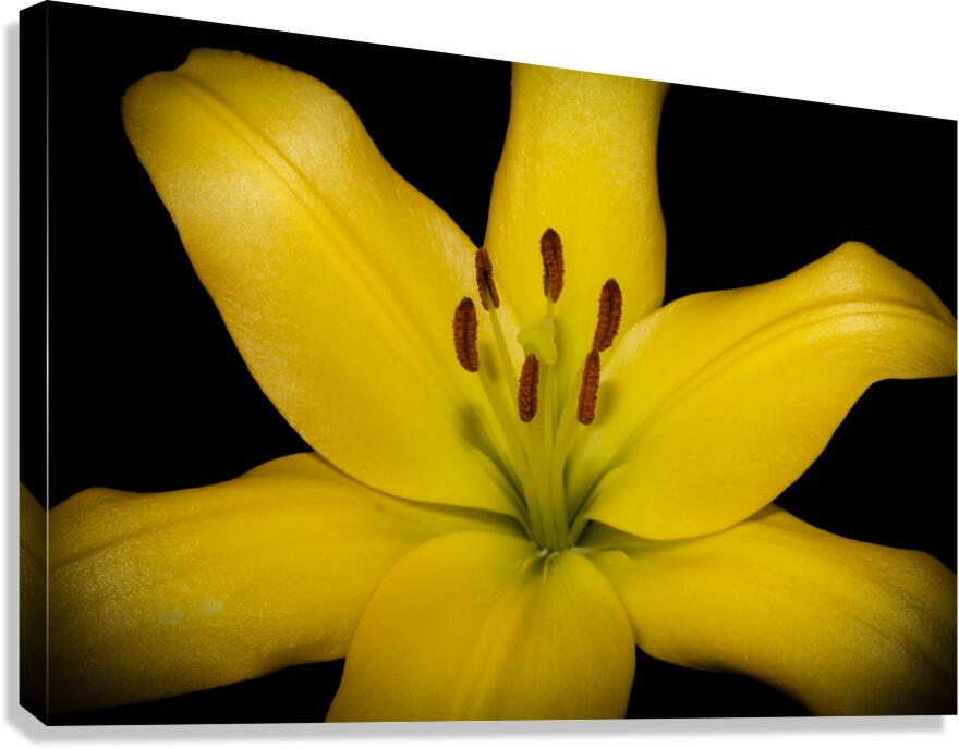 Yellow Lily Canvas Print
