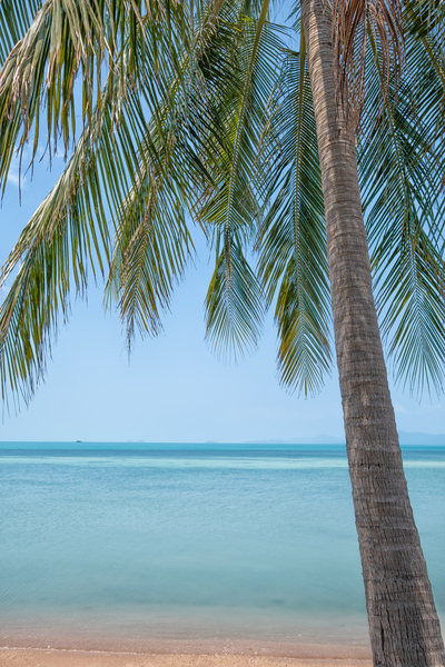 PALM TREES AND COCONUTS ON THE BEACH by Bernd Hartner