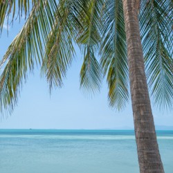 PALM TREES AND COCONUTS ON THE BEACH