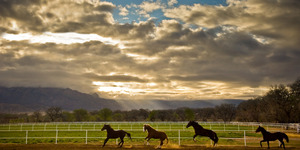 Unbridled Freedom  2