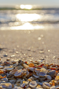 She Sells Sea Shells