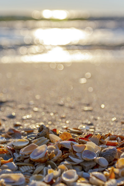 She Sells Sea Shells by Richard Weisenberger