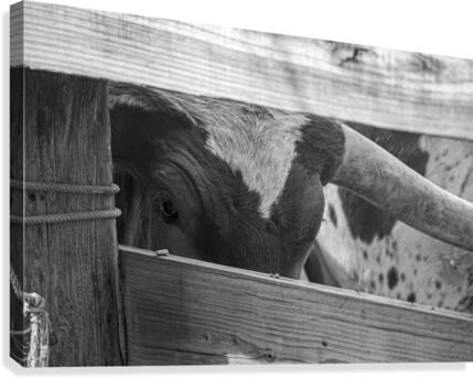 Bashful Bull Canvas Print