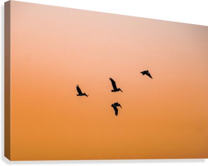 Taking Flight Canvas Print